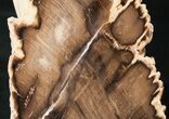 Free-Standing Petrified Wood (Cherry) - McDermitt, OR #16899-2